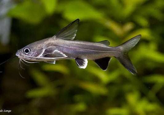 Catfish, Marine