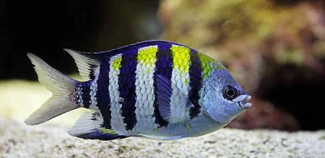 Damselfish, Sergeant Major
