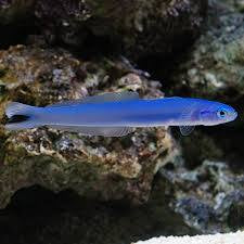 Goby, Blue Gudgeon