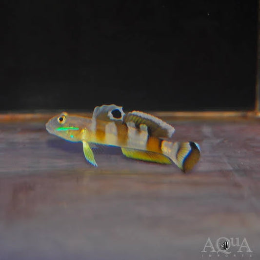 Goby, Tiger (Wardi)