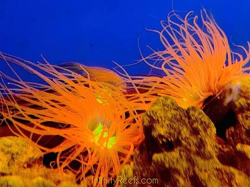 Anemone, Super Orange Tube