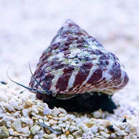 Snail, Tiger Turbo