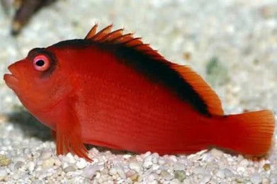Hawkfish, Flame