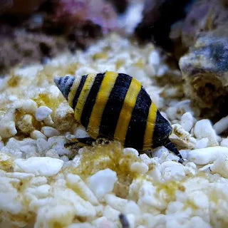 Snail, Bumble Bee