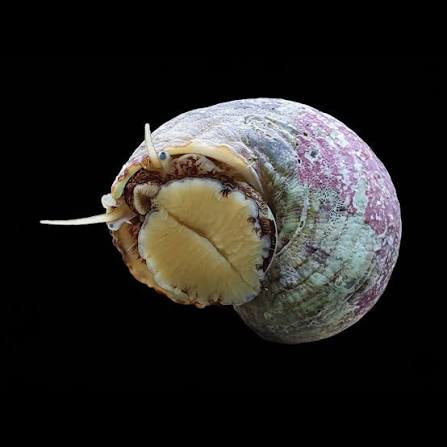 Snail, Tropical Turbo