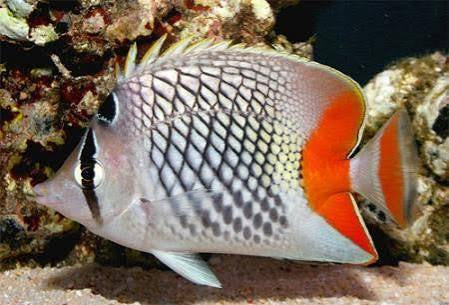 Butterflyfish, Red Pearlscale