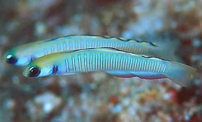 Dartfish, Zebra