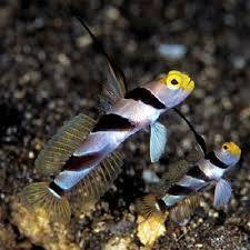 Goby, Yellow Nose Prawn