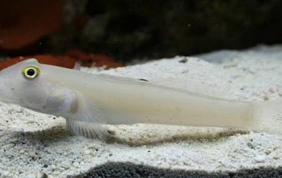 Goby, Six Spot Sleeper