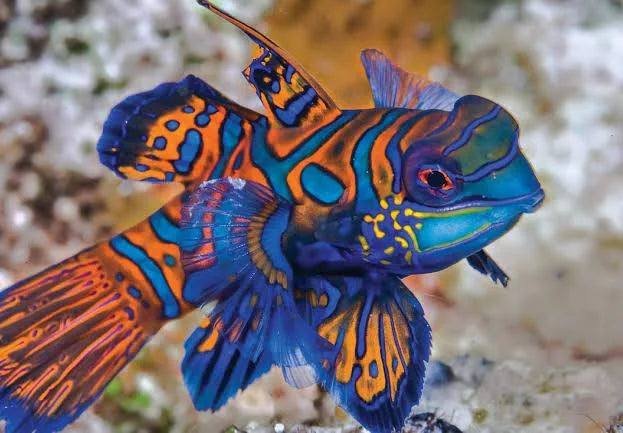 Goby, Blue Mandarin Dragonet