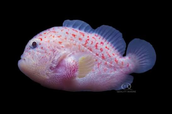 Goby, Gum Drop