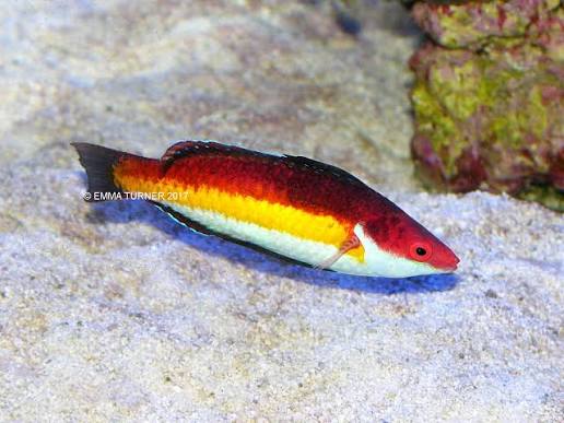 Wrasse, Naoko Fairy