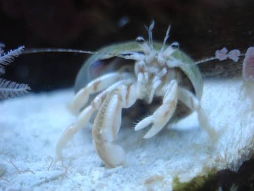Crab, White Reef Hermit