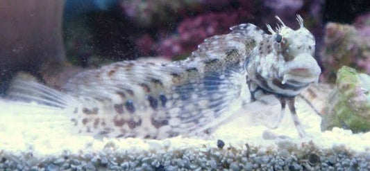 Blenny, Eyelash