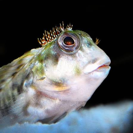 Blenny, Molly Miller