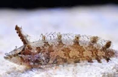 Blenny, Rhino