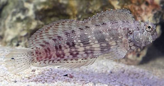 Blenny, Scorpion