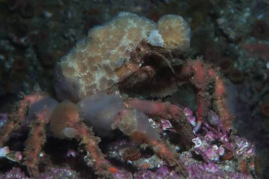 Crab, Decorator