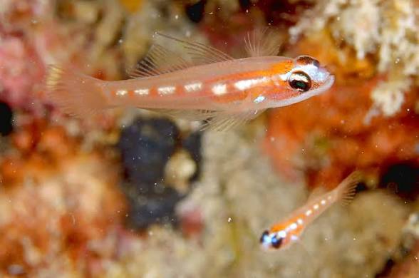 Goby, Masked