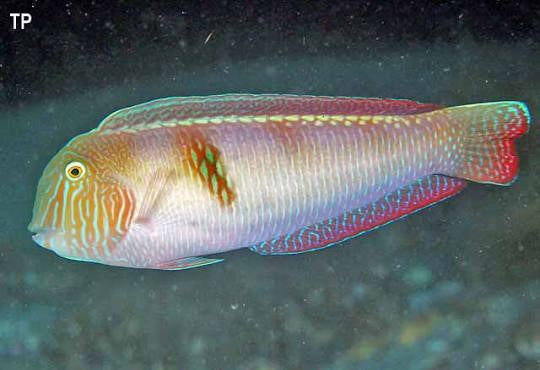 Wrasse, Pearly Razor