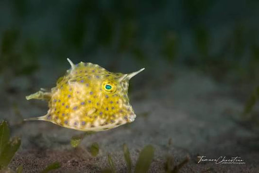 Cowfish, Scrawled