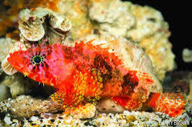 Scorpionfish, Reef