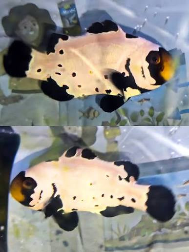 Clownfish, Black Snow w/ Bullet