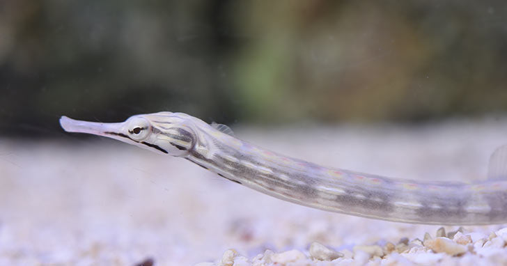 Pipefish, Dragonface