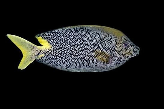 Rabbitfish, Starry