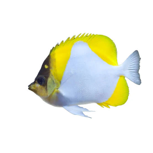 Butterflyfish, Pyramid