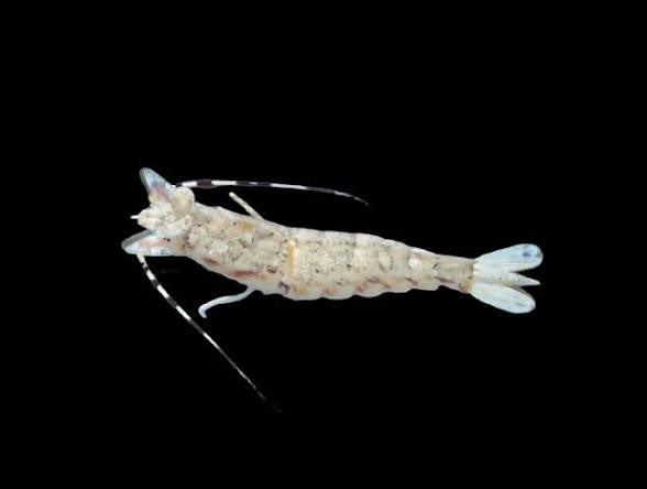 Shrimp, Fu Manch