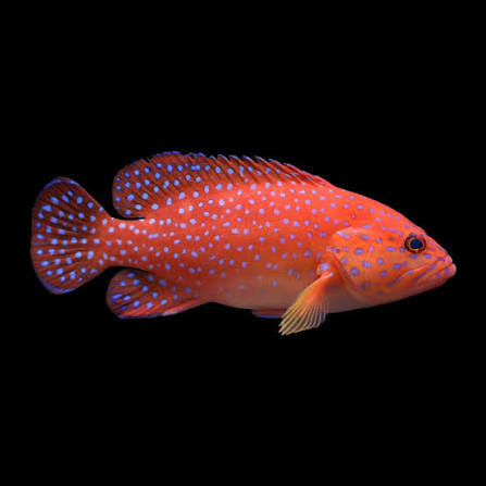 Grouper, Miniatus