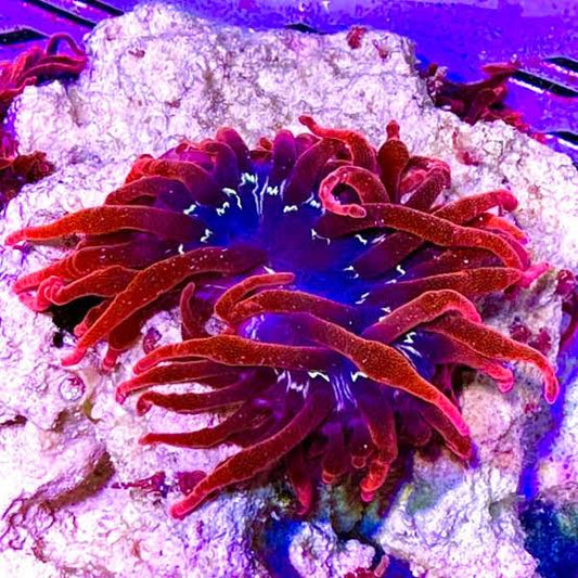 Anemone, Black Widow