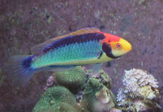 Wrasse, Clown