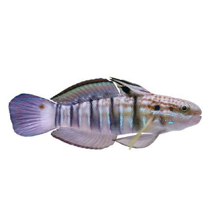 Goby, Banded Sleeper