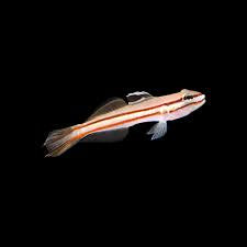 Goby, Railway Sleeper
