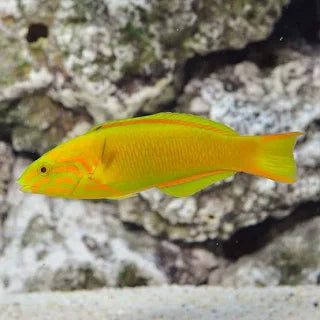 Wrasse, Banana