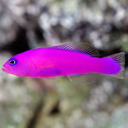 Pseudochromis, Strawberry