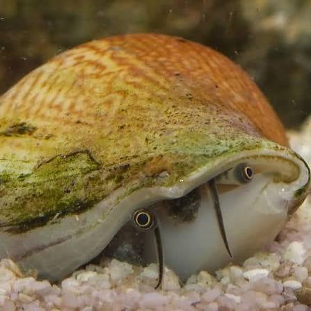 Conch, Dog