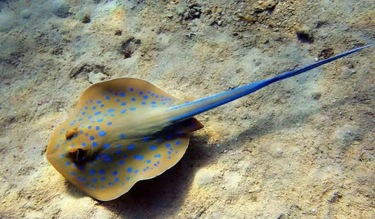 Stingray, Blue Dot