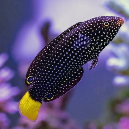 Wrasse, Tamarin