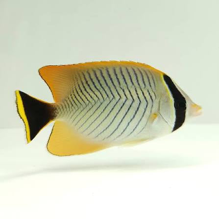 Butterflyfish, Chevron