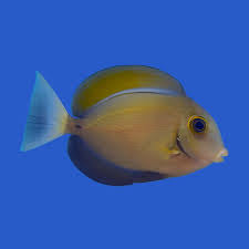 Tang, Black Spot Bariene
