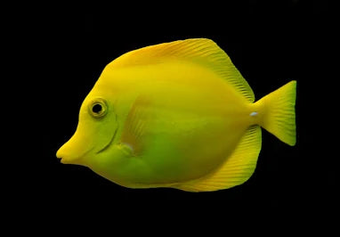 Tang, Yellow