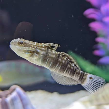 Goby, Dragon