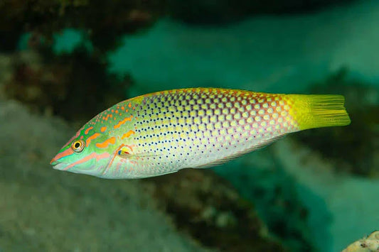 Wrasse, Checkerboard