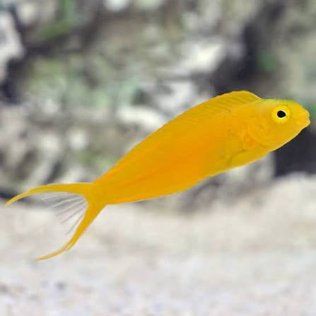 Blenny, Canary