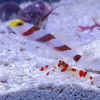 Goby, Yellow Rose (Antenna)
