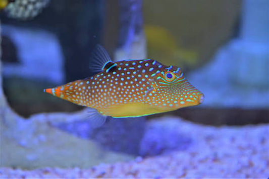 Puffer, Blue Spot
