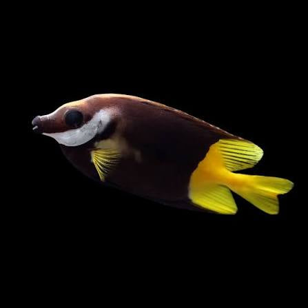 Rabbitfish, Bicolor Foxface